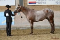 21-ApHC HMC_103